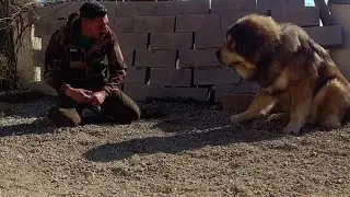 CHIEN LION 🦁 SAUVETAGE DOGUE DU TIBET 