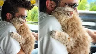 Moment a Shelter Kitten Realized He Was Going To His Forever Home