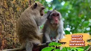 Джаззи дарит маме особую заботу и комфорт 💞🐒,@monkeyscorner