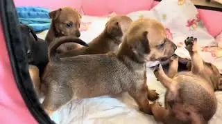 ОНИ НЕ МОГУТ БЕЗ ДРУГ ДРУГА! Месячные щенки чихуахуа.