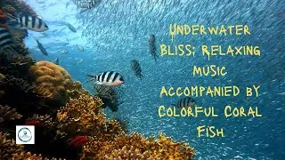 Underwater Bliss: Relaxing Music Accompanied by Colorful Coral Fish