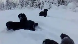 Flatcoats playing in snow ( O`Flanagan Fria Fantasier &  Non Plus Ultra) and others.mp4