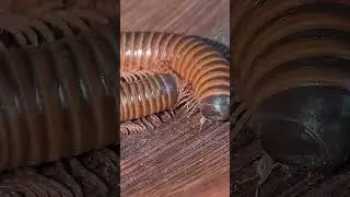 Found a Millipede! The Armored Worm with a Thousand Legs #shorts #insects #nature