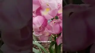 Pink Cymbidium in full bloom 🌸 #flowers #orchids #darjeeling #flowerpower #garden #nature #beautiful