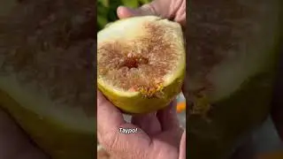 Інжир сорту Тауро.Рекорд-304 грами