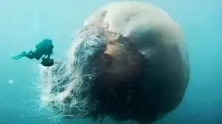 5 Facts About Jelly Fish That You Probably Didn't Know