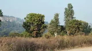 Dhela zone safari Corbett National park