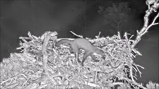 27 Aug 22 09 ~ We need to revisit our PINE MARTEN defences ~ &copy;RSPB LochGarten & WildlifeWindows