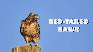 The Real Red Tailed Hawk Call &ndash; Listen to Its Iconic Screech! 🦅🔊