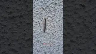 Beautiful Millipede On Wall (full video check out in video) #nature #beauty #cute #millipede
