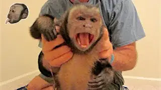 MonkeyBoo устраивает истерику (с переводом и субтитрами)