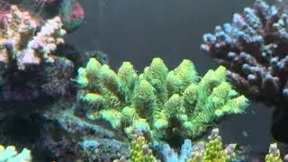 Millepora Acropora #coral #reeftank #aquarium #산호항 #산호 #해수어항 #해수어 #해수 #수조