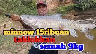 Casting ikan semah/masher di sungai yg masih asri