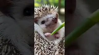 #adorable #pet #pets #ai #funny #fun #cute #interestin.#cuteanimals #funnyvideo #funnyvideo #love