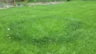 What Is A FAIRY Ring??? #fairy #shorts #short