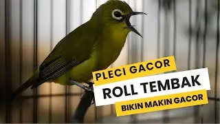 Terapi Pleci Roll Tembak Wit Wit Bikin Makin Gacor