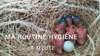 MA ROUTINE HYGI&Egrave;NE - &Eacute;levage d'Oiseaux Exotiques 🧹🧽🐦