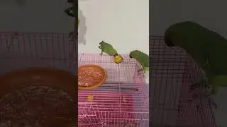 When Mithhu used to have a girlfriend🤭#pets #creatures #innocencecaptured #parrotlife #cutefight 🦜