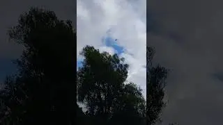 Saker Falcon Flying to Lure!