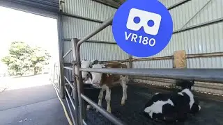 [VR180 VR 3D] Farm Animals Nursery @ Gallo Dairyland QLD, Australia | Family Virtual Reality