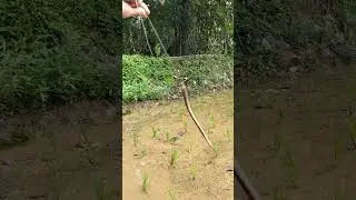 mancing belut di spot sawah dapat sambaran #mancing #belutbabon #fishing #fyp