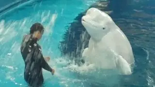 Beluga Training Session at National Institute of Marine Biology and Aquarium in Taiwan  海生館小白鯨訓練