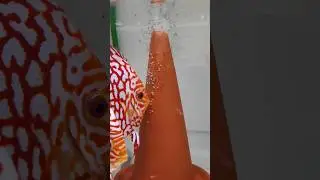 Inicio nado libre ALEVINES Checkerboard Jaguar| AQUARIS - Peces Disco