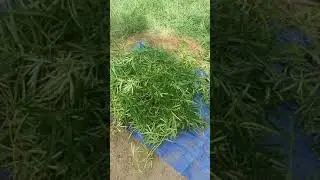Pruning A Yellow Oleander Tree for Fall in Arizona 9B🌵//myglendalegarden