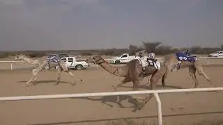 ش3 بكار جذاع 1447/07/28هـ - 2026/01/17م (نوض) عوض سهول معضد العتيبي