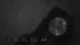 Philadelphia Zoo Welcomes New Sloth Bear Cub