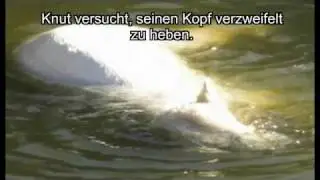 Eisb&auml;r Knut stirbt vor laufender Kamera
