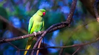 The parrot is a very fascinating bird. It comprises a strong curved bill with an upright stance