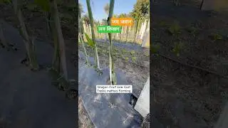 Trellis Method Dragon Fruit Low Cost Setup Farming
