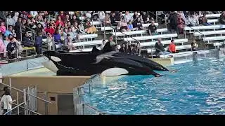 Florida Killer whales 