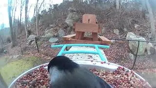 Little Birds Eat Their Fill!