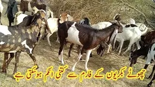 goat farm , goats , bakre , bakrian , desi bakre , bakroon ki khorak
