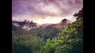 Rainforest sounds #rainforestalliance  #rainforestconservation #savetherainforest