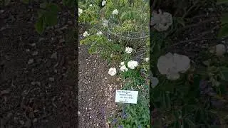 Rosa damascena: 