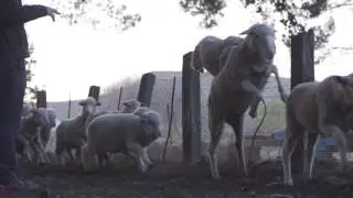 Karoo Sheep Trek