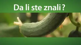 Svet baštovanstva ep.60 26.05.2019. - Gajenje kornišona, jermenski krastavac i njegove prednosti...