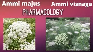 Ammi majus and Ammo visnaga explain in detail including all important pharmacological properties ...