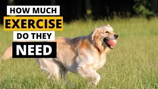 How much exercise does a Golden Retriever Really Needs?