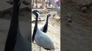 beautiful Bird crane#shorts,cute birds shorts,cute birds short video,beautiful birds,viral
