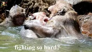 MONKEY BITE IN WATER , Sweetpea groom so strong with Jack in water , How to play&swimming in water?|