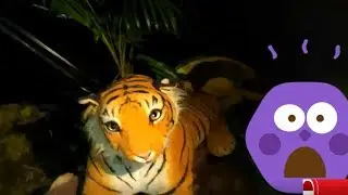Tiger spotted in Cave on a visit to  Djukou Valley!!!