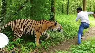 Tiger attack man in forest | fun made movie by wild fighter