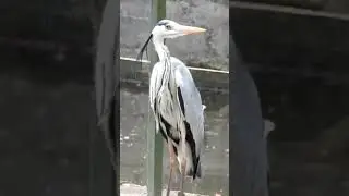Airone cenerino e gli svassi. #nature #animals #airone #shortvideo
