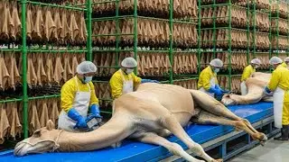 Inside the World&rsquo;s Largest CAMEL Diary and Processing Industry|| AI Simulation|| Manufacture Mystery