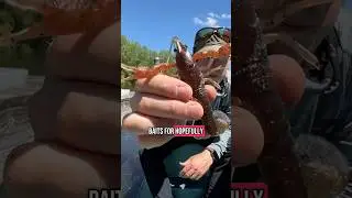 BIG Baits ONLY! #foryou #viralshort #viralreels #viralvideos #trending #trendingshorts #fishingvideo