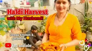 Garden se nikli fresh haldi 🌱Pati ke saath chhoti si mehnat, badi si khushi 💛